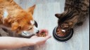 Cat and dog eating from bowls