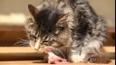 Cat eating raw meat