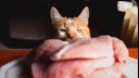 Cat staring at raw meat