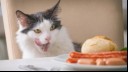 Can Cats Eat Sausage?