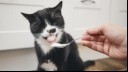 Can Cats Eat Yogurt?