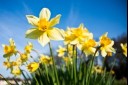 Are daffodils poisonous to cats