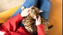Cat sitting on woman with red jumper