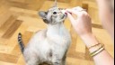 owner cleaning her cat's nose