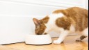 Cat eating food out of a white bowl