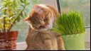 Cat sniffing a plant