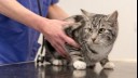 cat being held by a vet