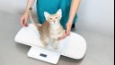 cat sitting on scales with vet