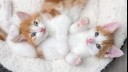 Two kittens in a white bed