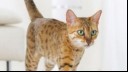 close up of bengal cat with green eyes