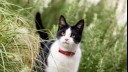 Snowshoe cat in long grass.