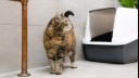 Cat standing by litterbox