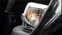 Cat in carrier in car