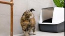 cat walking next to litter box