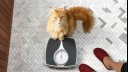 Ginger cat sitting on scales.