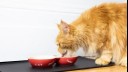 ginger fluffy cat eating from a bowl