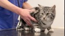 Vet examining a cat.