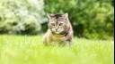 Cat sitting in the grass.