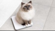 Cat sitting on weighing scales