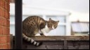 Cat sat on top of garden fence