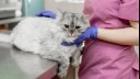 Vet inspecting a fluffy grey cat