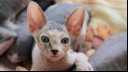 Sphinx cat lying down