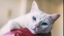 white cat lying on a red chair