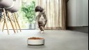 cat approaching bowl of food in modern kitchen