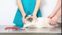 White fluffy cat sitting on vet table.