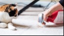 cat looking at owner cleaning a carpet