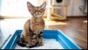 cat sitting in a litter box