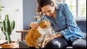 A cat being fussed by its owner