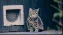 Blind domestic cat sitting infront of a cat flap. 