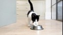 Black and white kitten looking at food bowl.