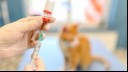 Are antibiotics safe for cats?