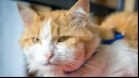 Cat with brown and white fur