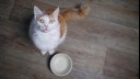 cat waiting for food with empty bowl