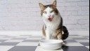 cat with bowl licking lips