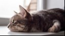 Tabby laying down by a window 