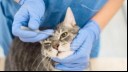 Vet using eye drops on cat