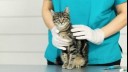 vet holding young kitten