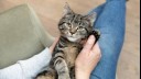 owner holding a kitten's paw