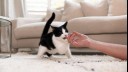  black and white cat biting a finger