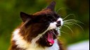 Cat Sneezing