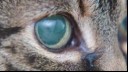 Close up of cat with glaucoma 