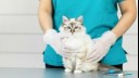 Vet holding a kitten.