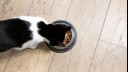 black and white cat eating from a bowl