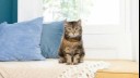 kitten sitting on a blanket with blue pillows