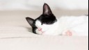 black and white cat sleeping