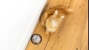 ginger cat sitting next to empty bowl